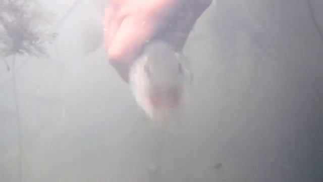 Поймал-отпустил Уссури с.Подгорное смотреть онлайн