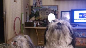 Шит-цу поют с игрушкой.