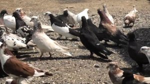 Бакинские голуби Идриса в Ленкорани!