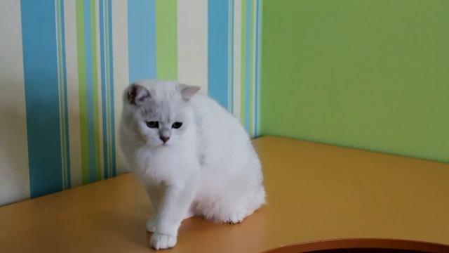 Британский котенок серебристая затушеванная шиншилла смотреть онлайн
