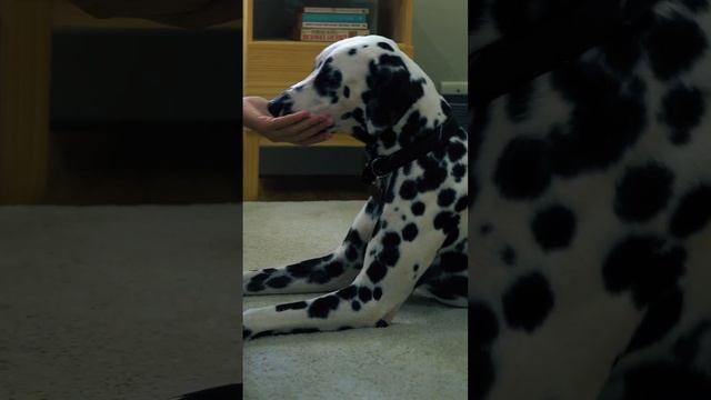 Мясо дешевле сухого корма для собак смотреть онлайн