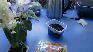 Посев семян Астры в кипяток !