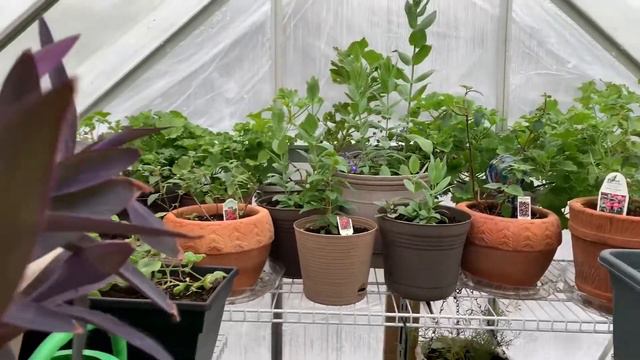 💐за два дня до весны💐моя оранжерейка 🌸🌞🌺 смотреть онлайн