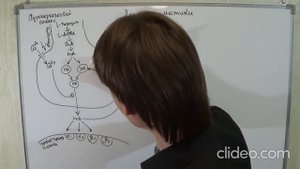 адренергический синапс