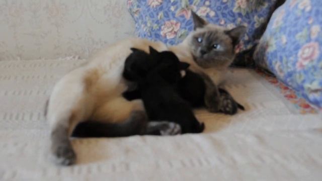 Сиамская кошка Alisa и ее котята-негритята /Кошка Алиса с котятами... / смотреть онлайн