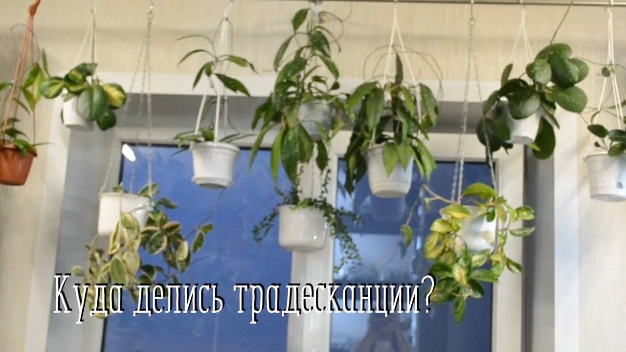 Комнатные цветы. Хойи и традесканции. Что и как.