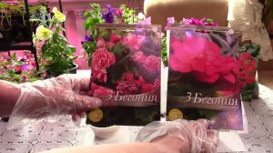 Бегония Камелия и Гравилат чилийский Миссиc Дж  Брэдшоу.  Секреты посадки бегонии