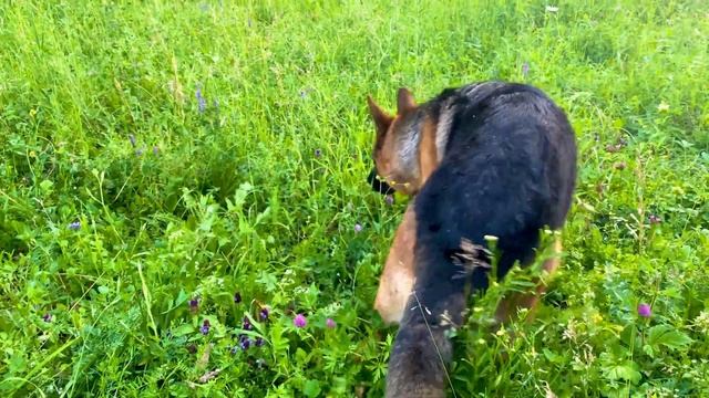 Немецкая овчарка || Доберман || Собаки плавают смотреть онлайн