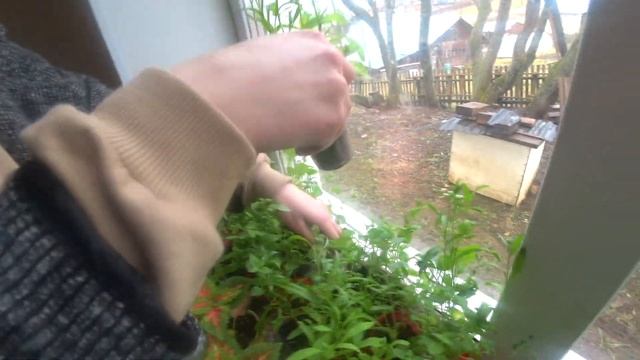 ВО САДУ ЛИ В ОГОРОДЕ! РАССАДА В АПРЕЛЕ У ЛЕНОЧКИ НА ДАЧЕ! смотреть онлайн