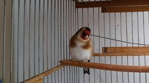 Зерноядные певчие птицы