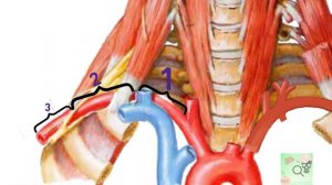 arteria subclavia