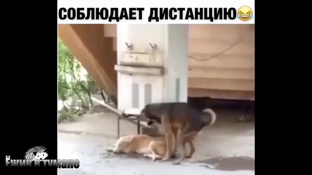 Ёжик в Тумане ПРИКОЛЫ из Инстаграма 2020 / COUB BEST 2020 / КУБ/ CUBE / КОУБ Июнь 2020