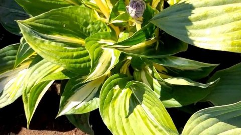 #хостаСтинг / Хоста Стинг ( лат. Sting). Цветение .