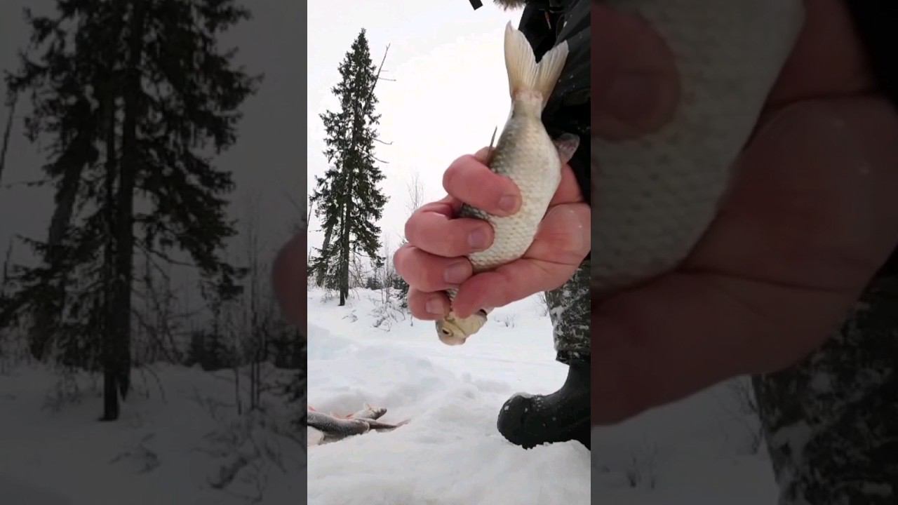 ТАЁЖНЫЙ РУЧЕЙ #рыбалкавсибири #таёжный #чебак #мохтик