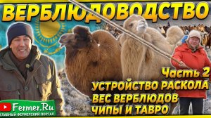 Современное верблюдоводство Казахстана. Сколько весит верблюд? Устройство раскола. Верблюды в степи.