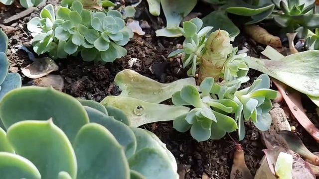 Echevérias glauca a verdadeira, não tenha medo 😱decapite смотреть онлайн
