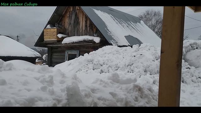 Гусак Гошка со своей гусыней летят ко мне! Другой гусак Гошкин сынок  подрался с Яшкой!
