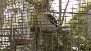 Laughing kookaburra /Смеющаяся кукабарра, или зимородок-великан