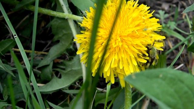 футаж = одуванчик и жук= смотреть онлайн