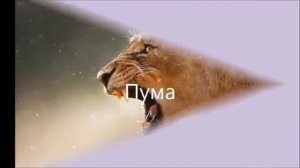 Мир диких животных