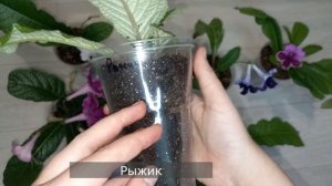Стрептокарпусы цветут в ноябре, чем подкормить осенью и зимой для роста и активного цветения