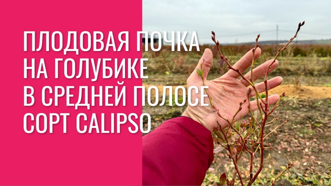 Плодовая почка на голубике в средней полосе. Сорт Calipso.