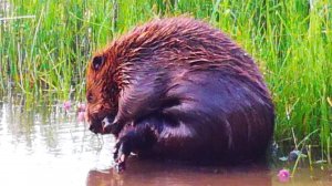 #blog Бобёр (бобр) вышел к людям в городском парке. I feed the beaver