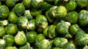 Лучшие сорта брюссельской капусты для вашего огорода