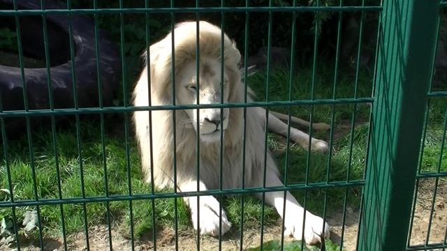 African White Lion (Panthera leo krugeri) смотреть онлайн