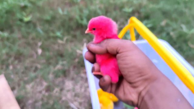 World Cute Chickens, Colorful Chickens, Rainbow Chickens,Ducks,Cute Cats,Rabbits,Animals Cute #177