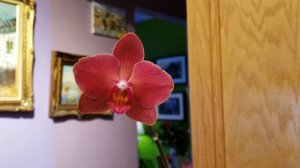 B домашнем цветение орхидея изменила цвет ! Почему ?!?