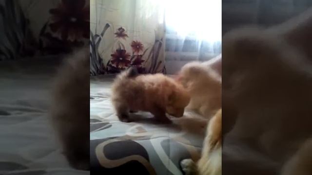 Померанцы-шпицы.