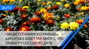 «Зацветут намного раньше»: бархатцев будет так много, что прибегут соседи по даче