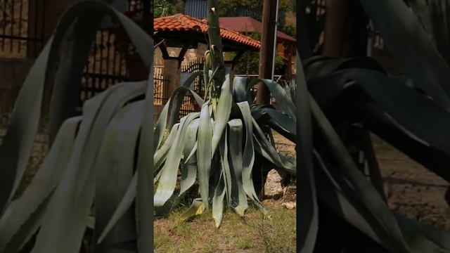 Century plant flower (Agave americana), not a Bonsai #Shorts