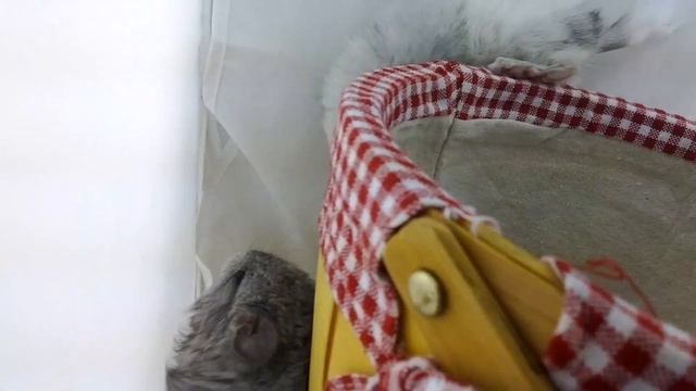 Mosaic Angora baby chinchillas смотреть онлайн