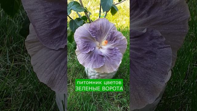 Гибискус сортовой смотреть онлайн