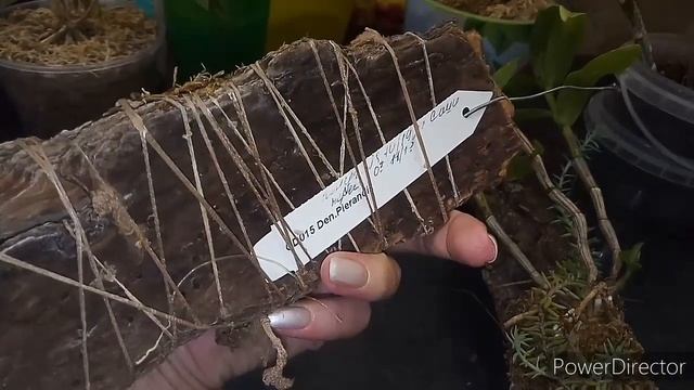 Мои дендробиумы смотреть онлайн