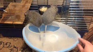 Белки Дегу купаются