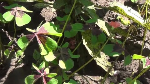 Цветёт кислица четырёхлистная.