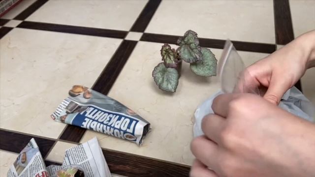 Бегонии. Новые растения в моей коллекции. смотреть онлайн