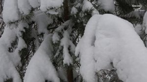 Нежная, расслабляющая, Красивая зимняя мелодия пианино, Настоящая зима, Снег идет, кружится...