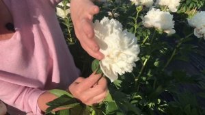 Colonel Owen Cousins peony. Колонель Оуэн Казенс пион. Пулков сад