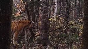 Гимн Владивостокской бригады!! Тропой Уссурийского ? тигра!!