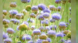 БУКАШНИК  (JASIONE)  сем. Колокольчиковые