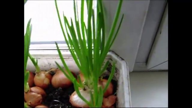 Как вырастить Зеленый Лук на Подоконнике