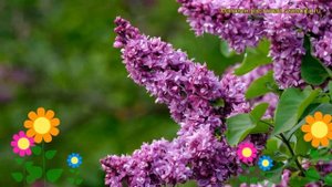 Сирень обыкновенная Огни Донбасса. Краткий обзор, описание syringa vulgaris Ogni Donbassa