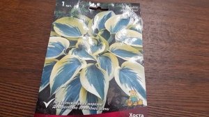 #hosta #AutumnFrost #хоста / Хоста гибридная Отэм Фрост(лат. hosta Autumn Frost). Достоинства хосты