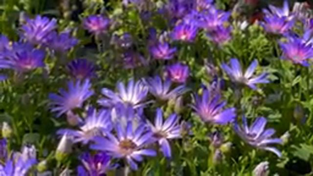 Самая красивая мелодия на свете ? Затрагивающая Самые Сокровенные Уголки Души! Цветы распускаются смотреть онлайн