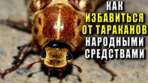 Как избавиться от тараканов народными средствами