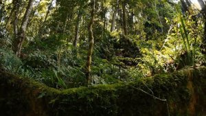 Не давите эту букашку, если встретите ее!